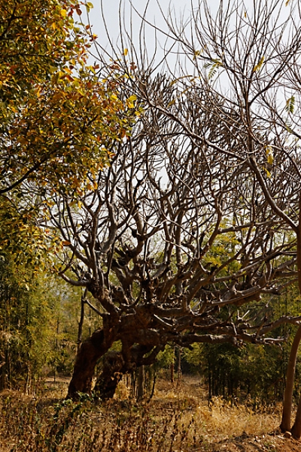 Inlé-Paya Shwe Inthein-181